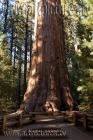 sequoia ke6f6515